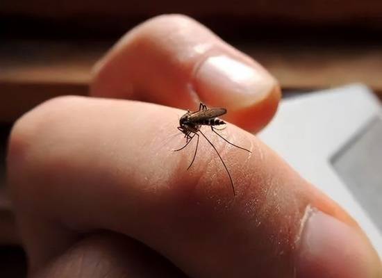 广州奇闻揭秘，每周放飞30万只不咬人蚊子，小巷特色小店探索之旅