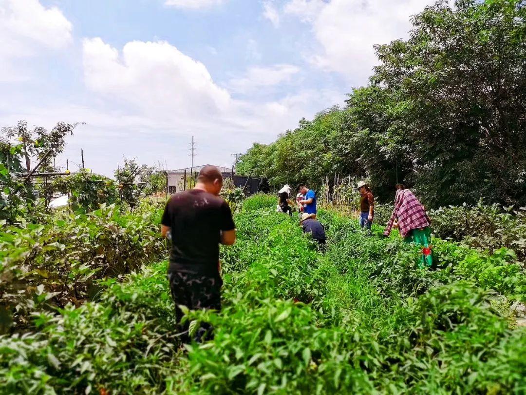 菜地被插牌禁止栽种，街道办回应与行动方案