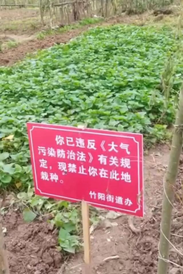 菜地被插违规事件
