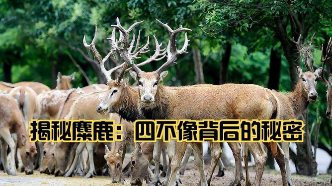 澳门今晚开正版四不像揭秘背后神秘玄机_全解析07.042