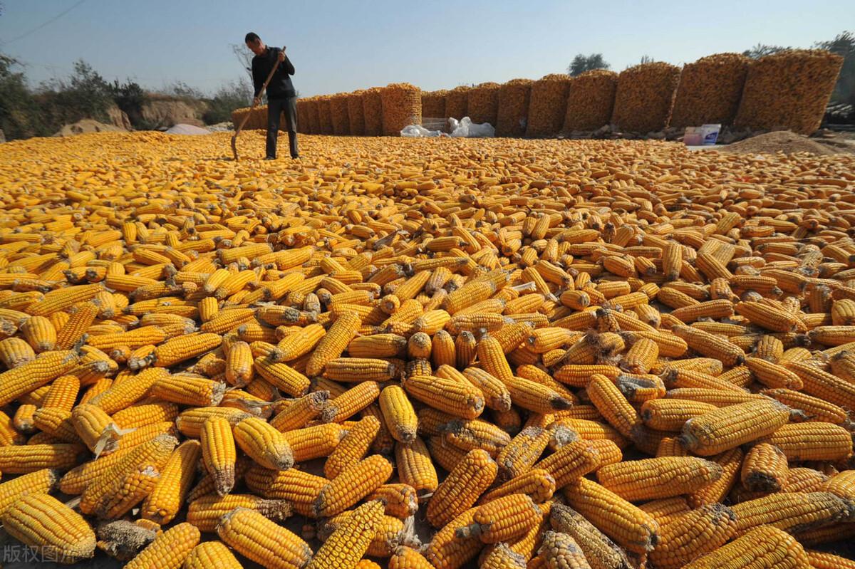 山西玉米价格行情更新及深度分析
