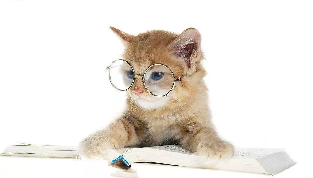 猫咪直播