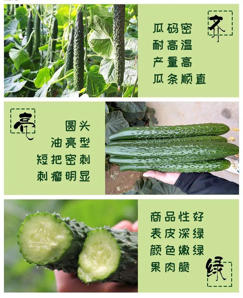 油亮黄瓜最新品种