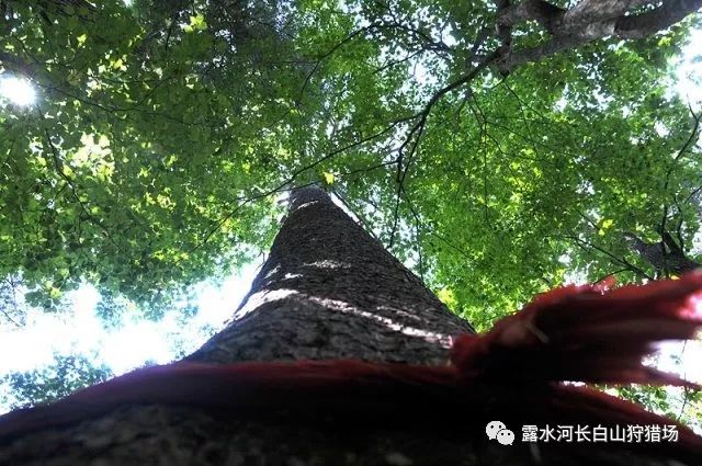 典心最新小说