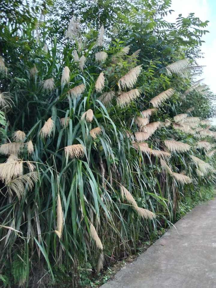 味蕾革新争议与热议