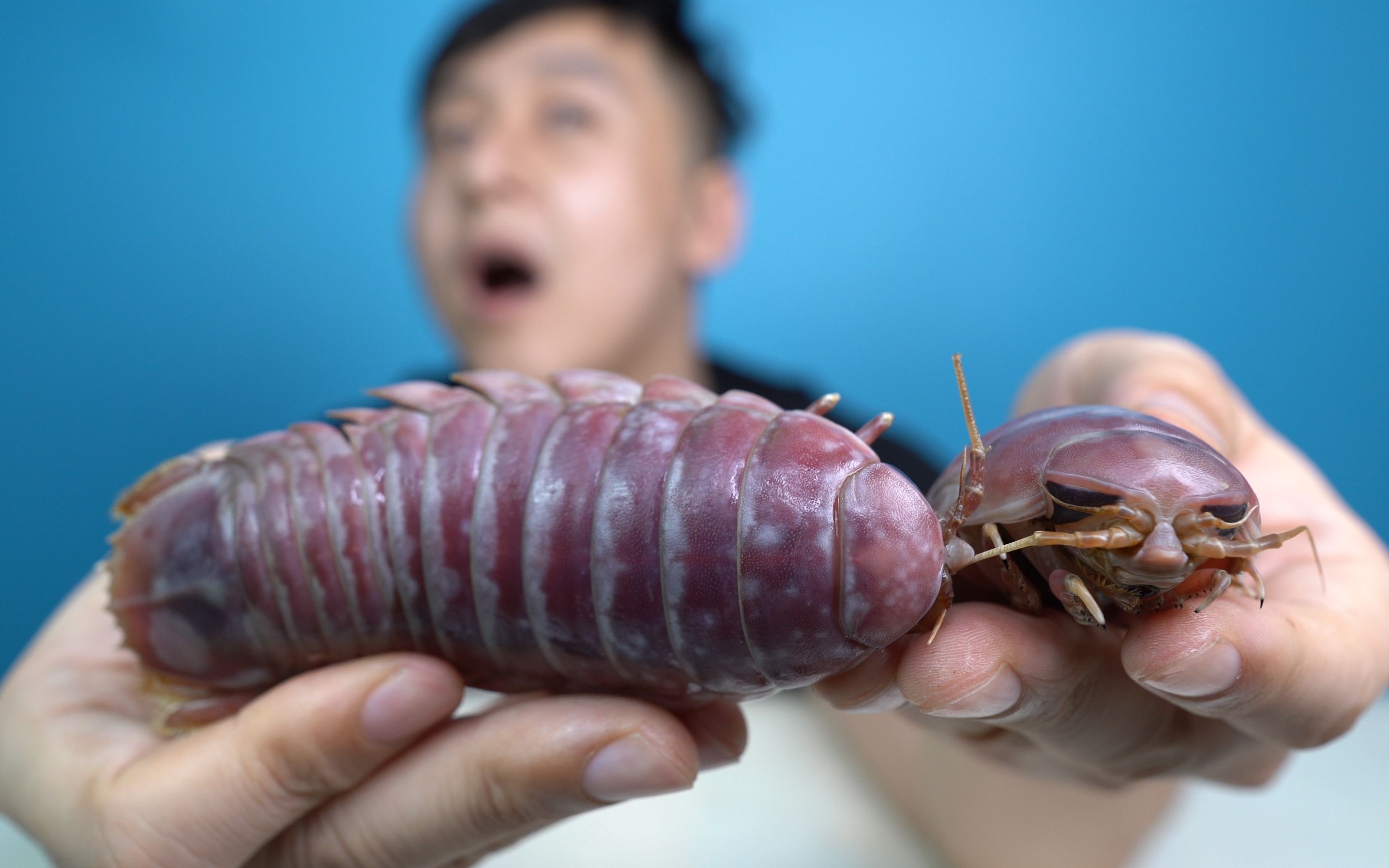 大虫子最新探索