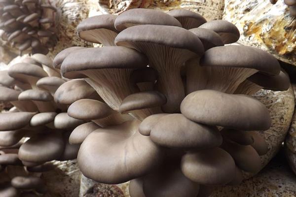 菇类种植科技革新