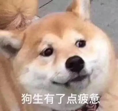 小巷中的宠物护理宝藏