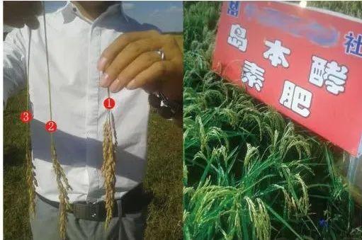 活力岛