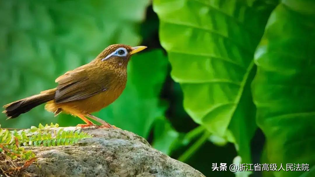 养鸟指南与步骤