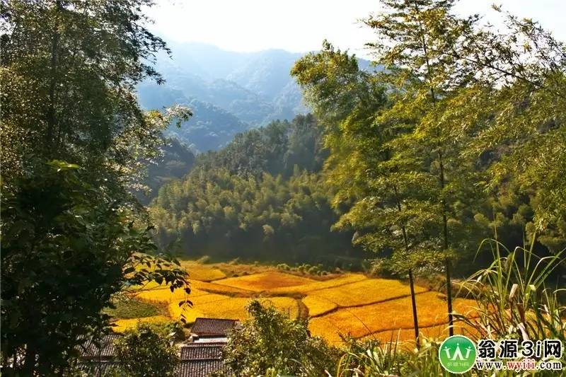 铁梨花最新，自然美景的探寻之旅，内心平和与喜悦的追寻
