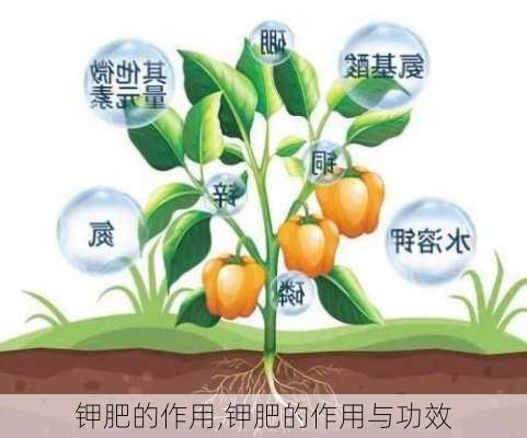 钾肥资讯