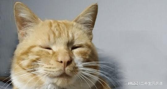 橘猫