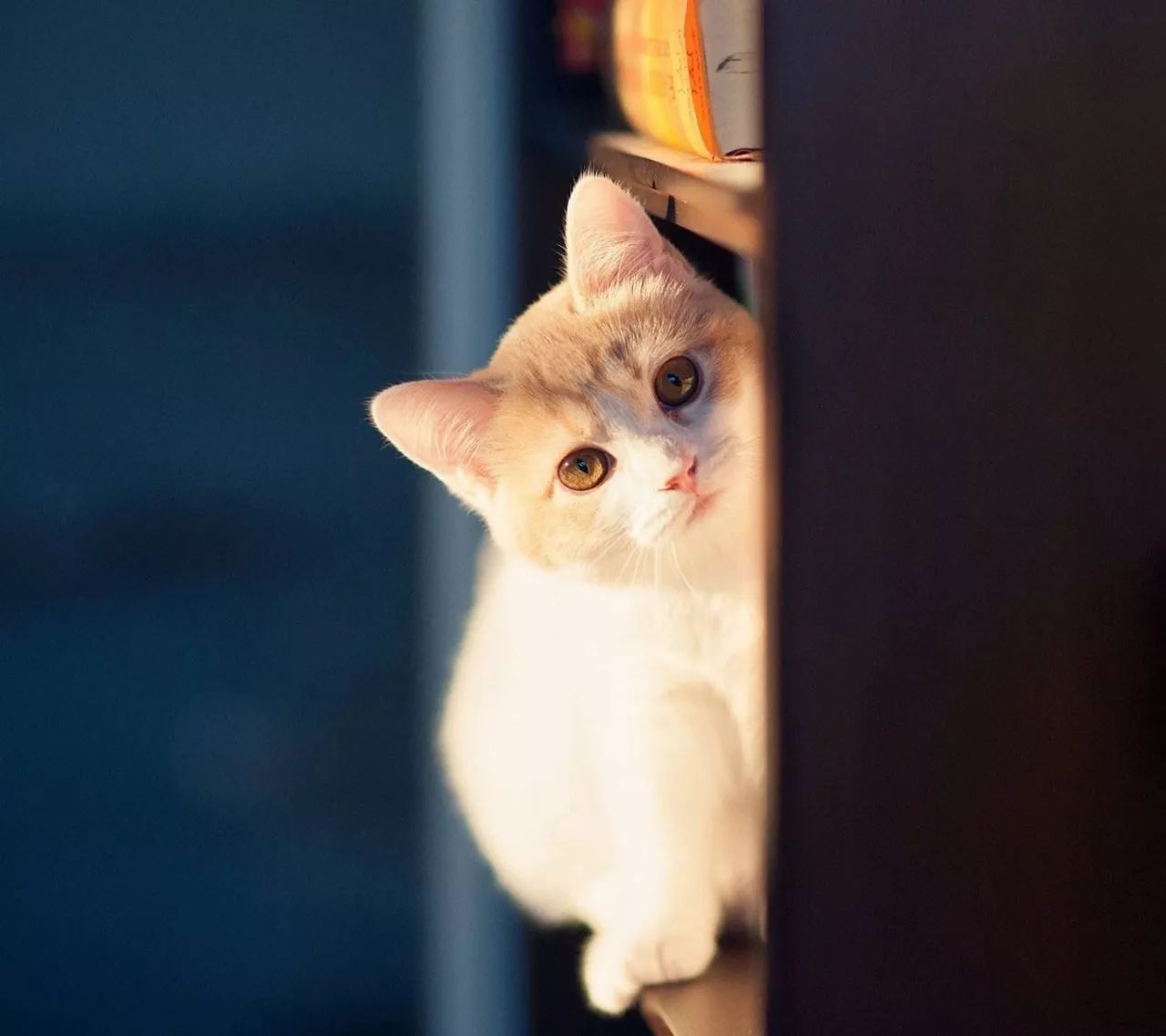 猫咪rr