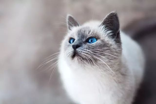猫咪最新跳转