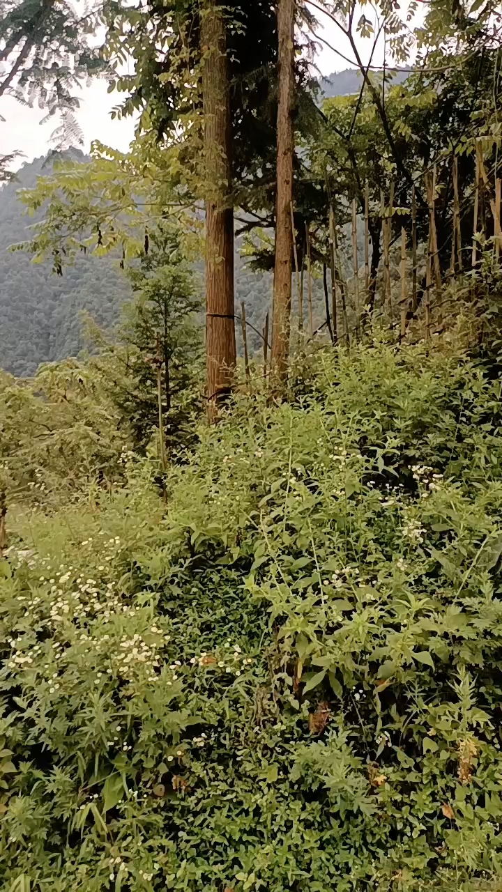 黄柏最新价格