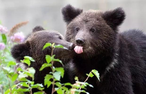 蜜獾