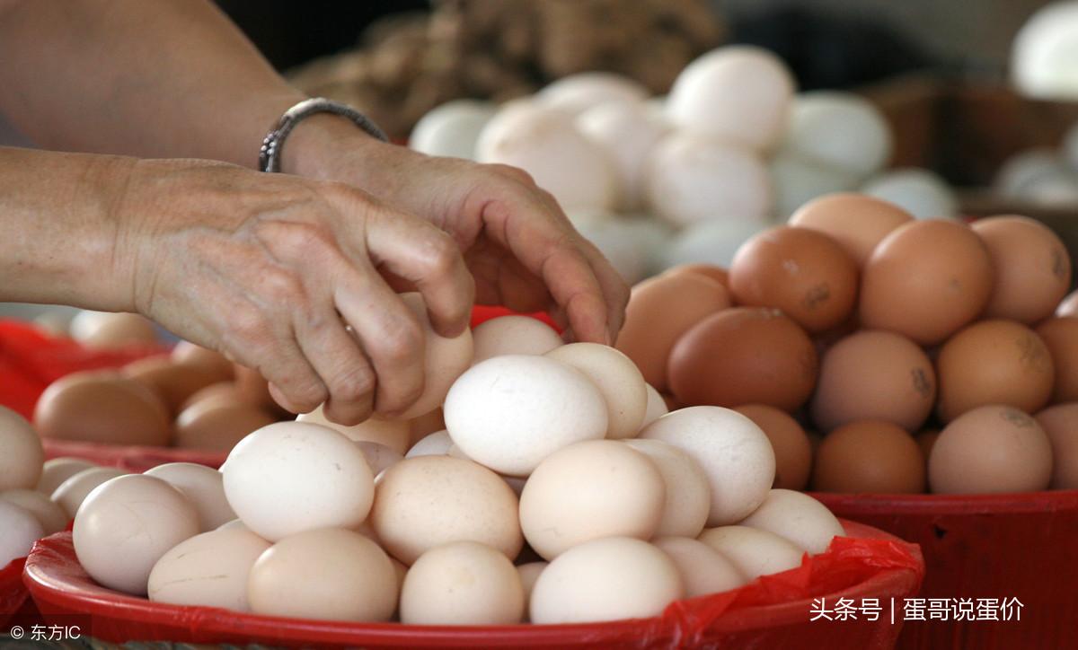 辽宁鸡蛋最新价格