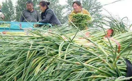 蒜苔出库价格