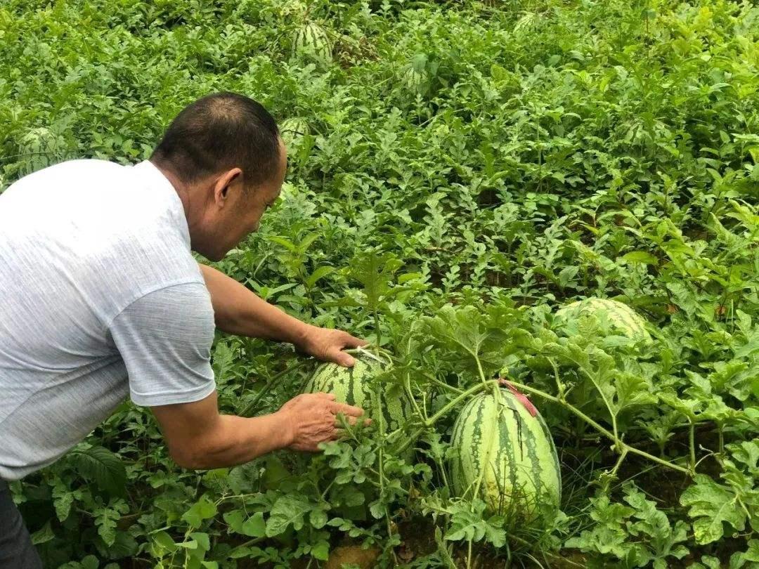 广东西瓜价格