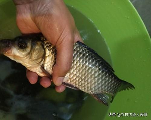 鱼趣与友情