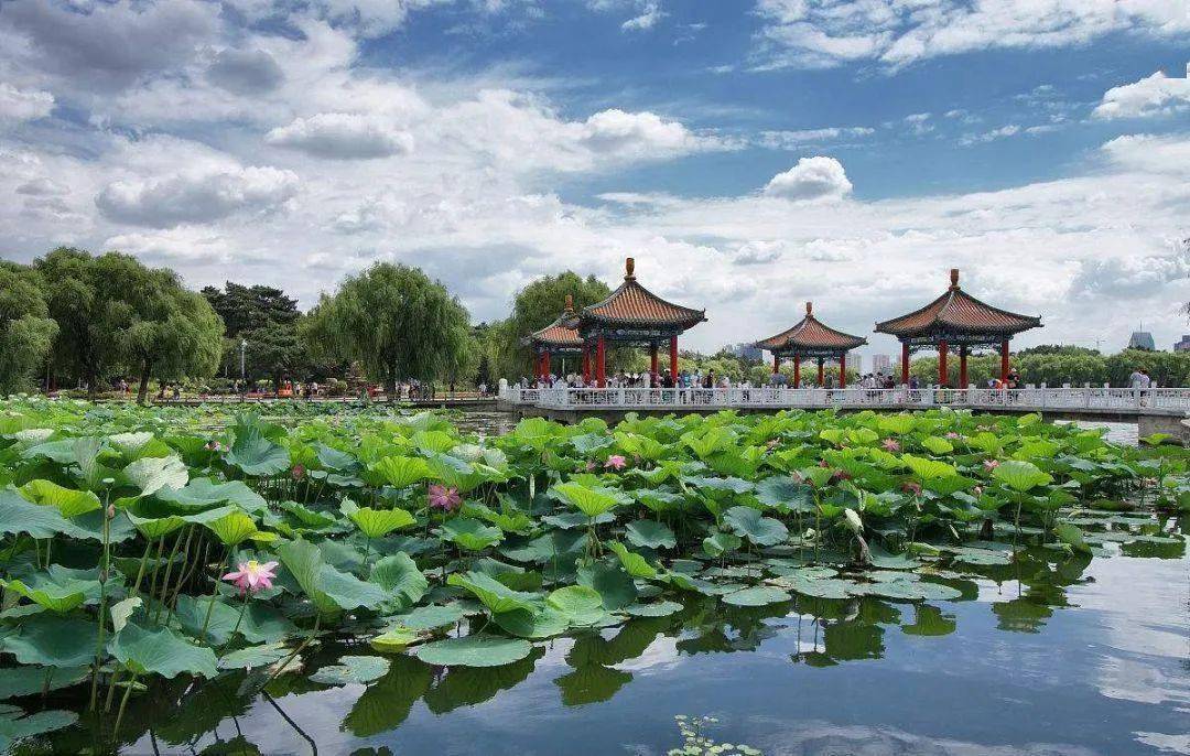 最新鸽种介绍，探索自然美景的旅行，寻找内心的平静与喜悦之旅