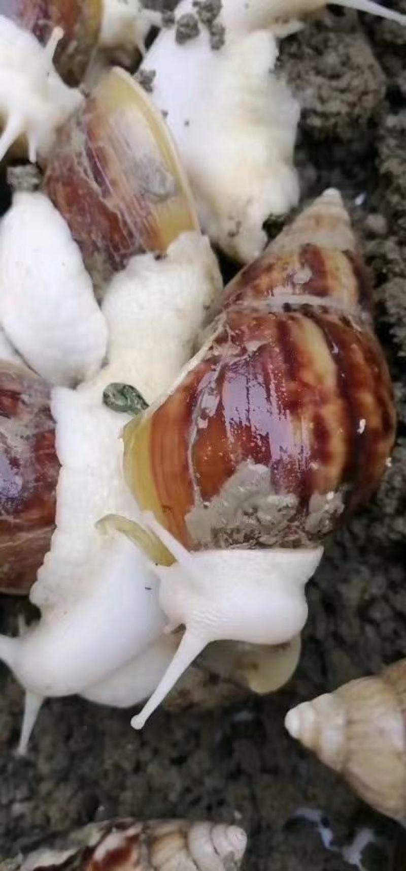 白玉蜗牛行情，探寻自然美景之旅，寻找内心的平静与喜悦