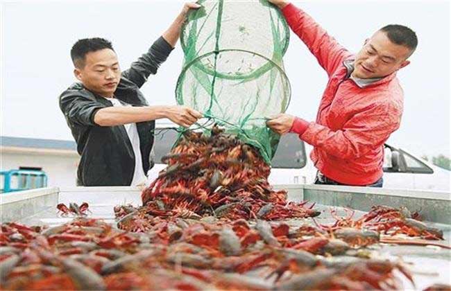 近期小龙虾价格行情走势及分析