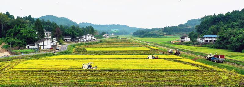 南充车市最新行情概览