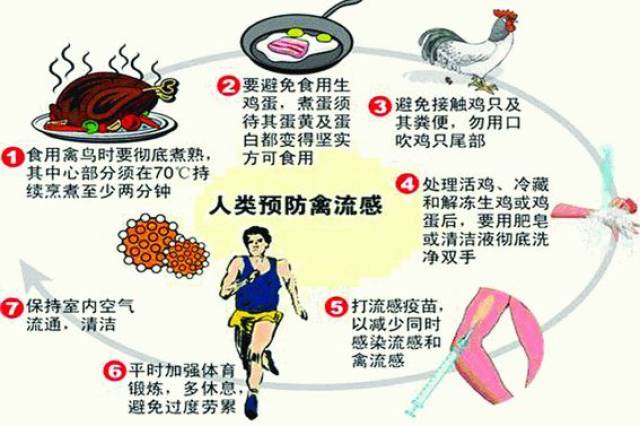 禽流感最新动态更新