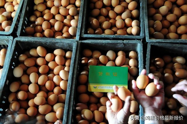 鸡蛋价格行情深度解析