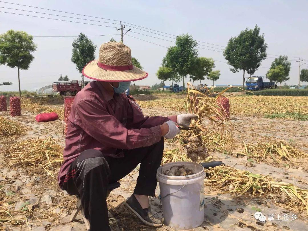 金乡大蒜价格最新行情揭秘，获取价格信息及应对策略详解