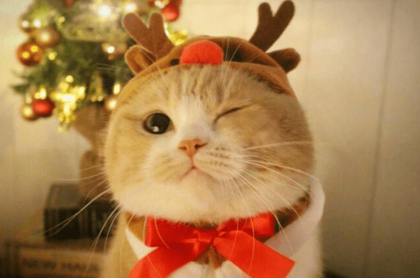 猫咪萌趣瞬间