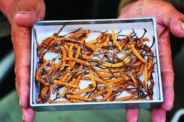 2018年虫草最新价格指南