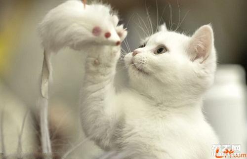 猫咪最新网站探索