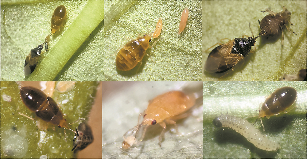 果蝇最新研究