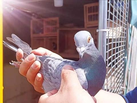 赛鸽活动参与指南