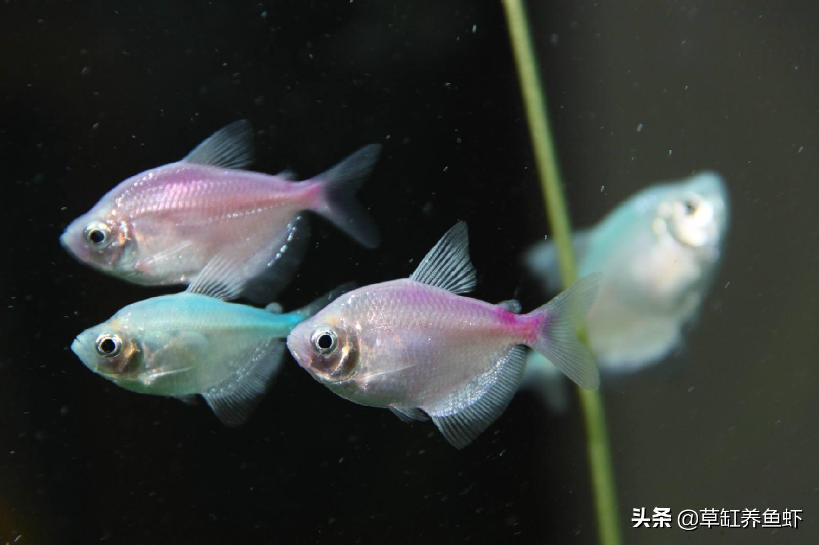 染色配方揭秘