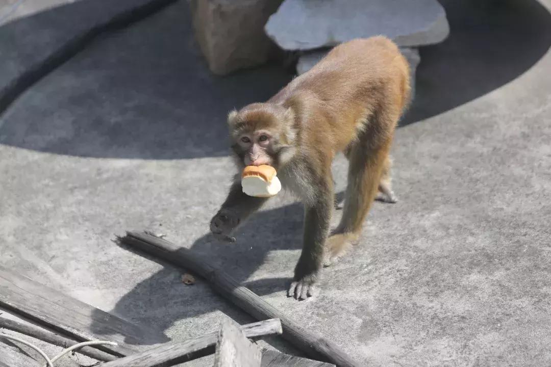 淘号猪