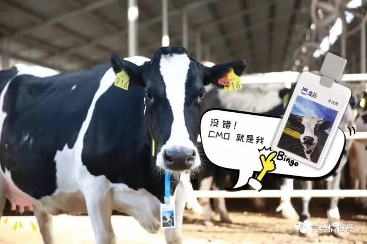 盒马最新的,盒马最新的日常趣事