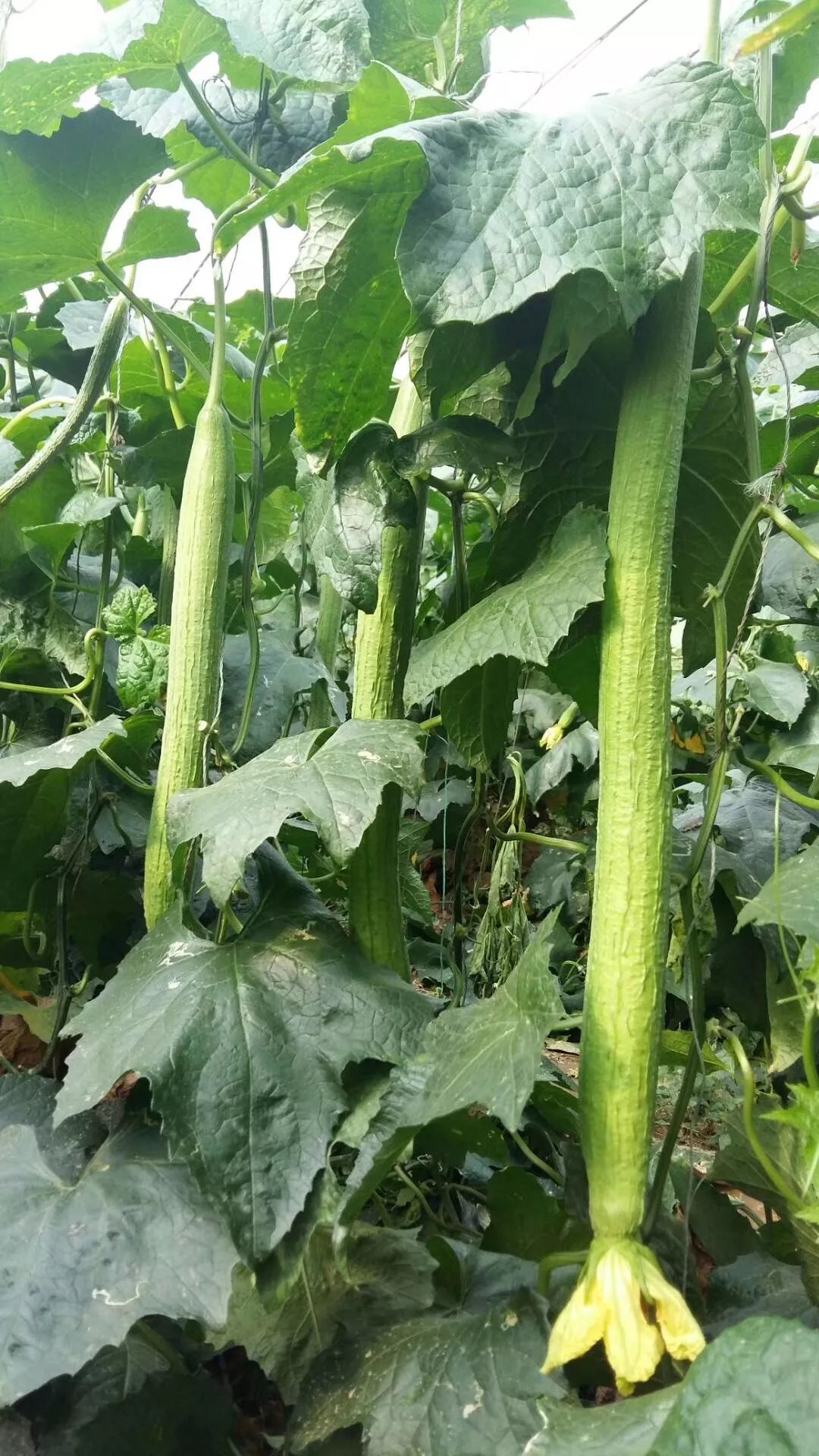 丝瓜安卓最新,丝瓜安卓最新，一个时代的应用崛起