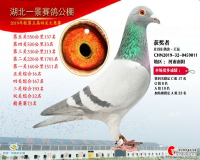 湖北一景公棚启航新征程，公告发布，梦想之光照亮未来