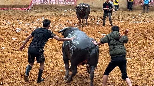科技赋能传统农村斗牛比赛，体验极致竞技激情