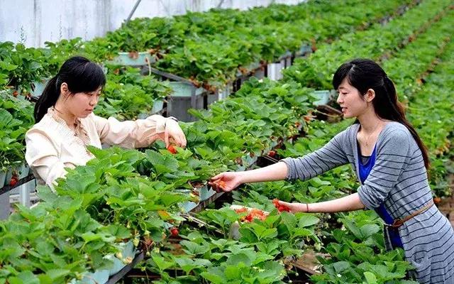 小农乡最新动态，乡村振兴与现代化建设的同步前行之路