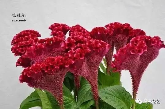 花款下载（或最新花款）