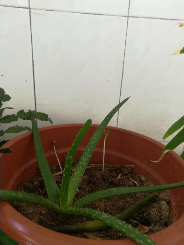 家的温馨日常融入