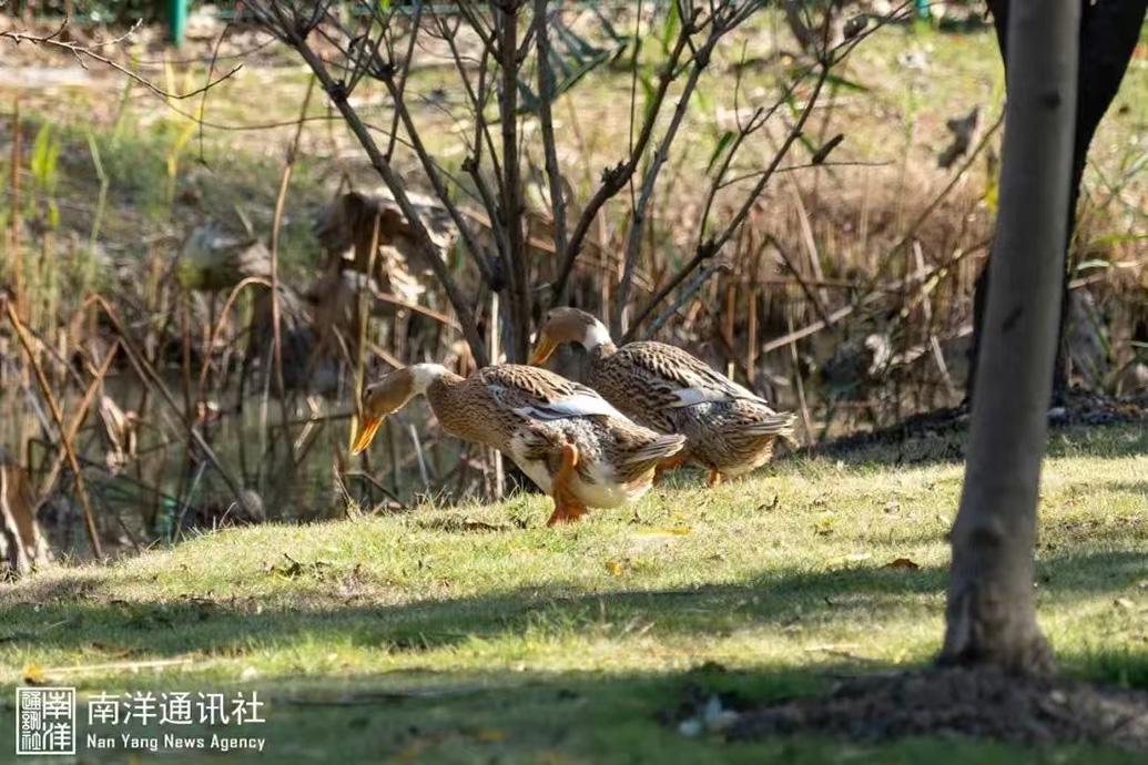 老鸭窝最新网