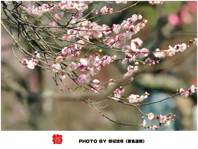 右岸春风最新一语断蓝与小巷深处的独特风味