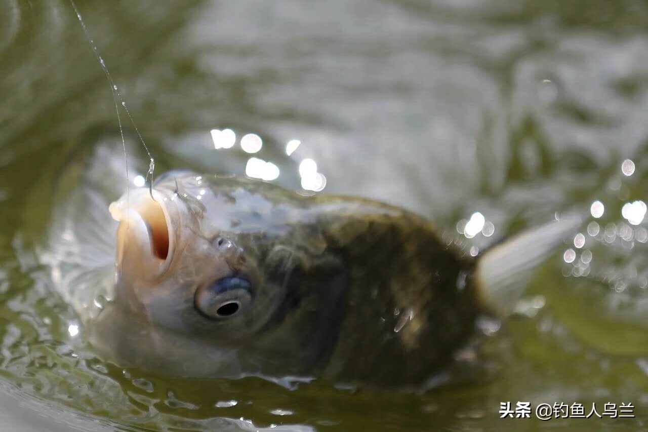 探秘钓鱼高手的成长之路，莫小鱼钓人的鱼最新章节分享