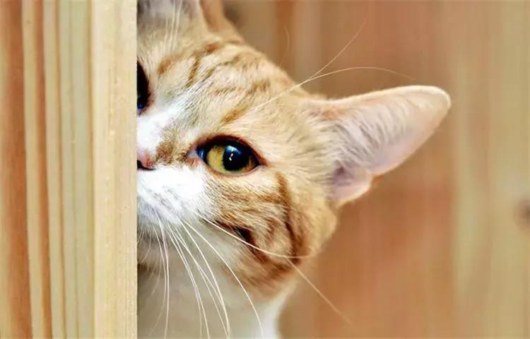 猫咪破解版最新版本详解，获取与使用指南（初学者与进阶用户必备）